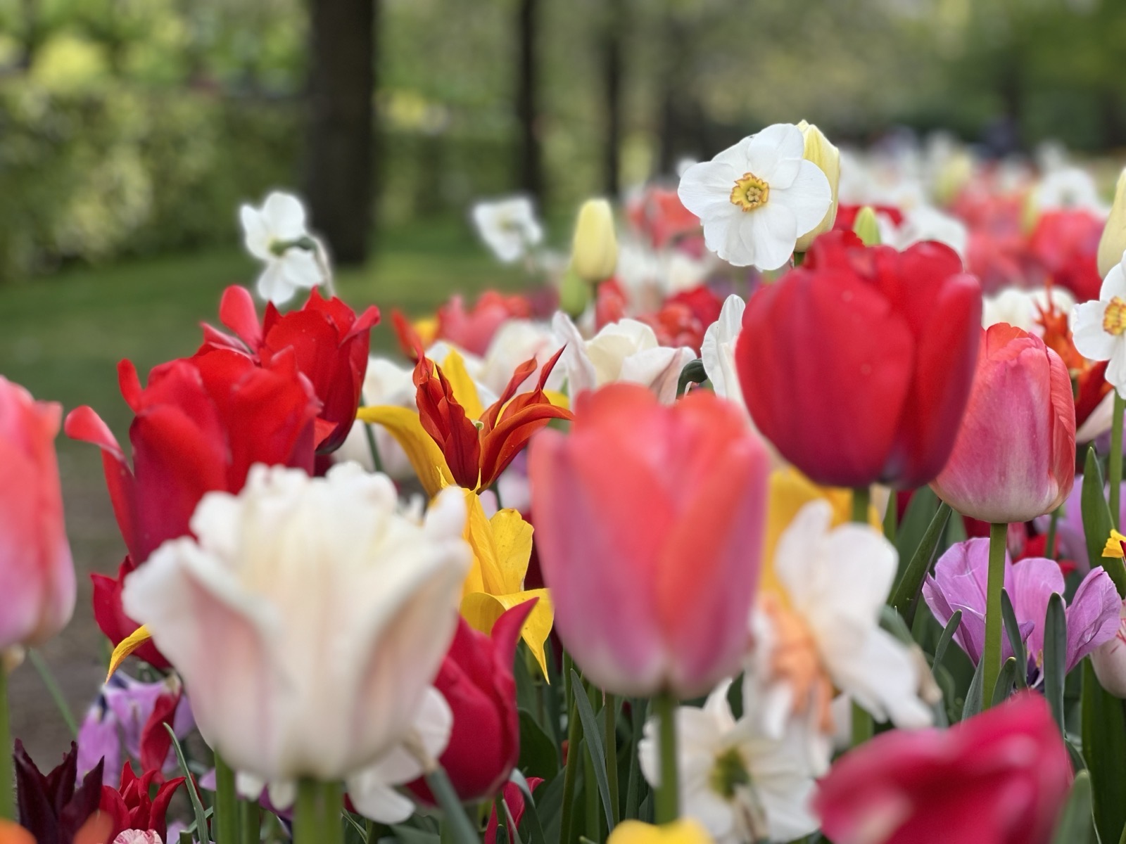 Colourful tulips at Keukenhof