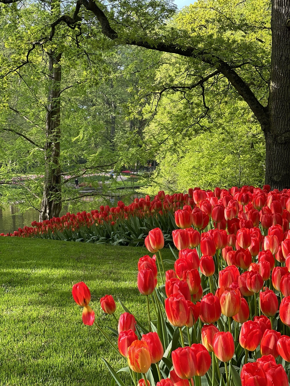 Red tulips at Keukenhof